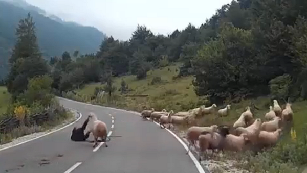 خروف ينتقم من امراة وسط الطريق - سبوتنيك عربي