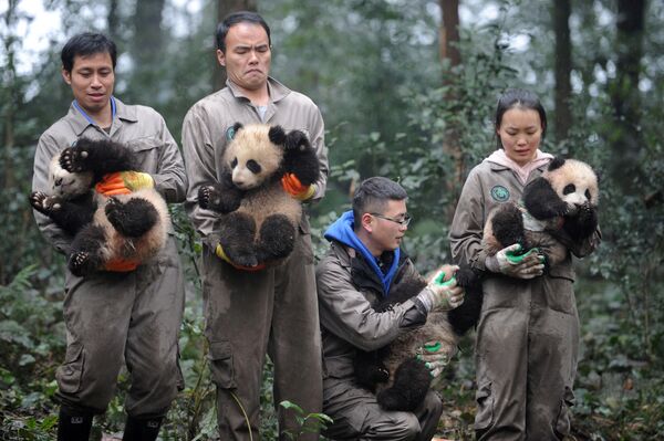 موظفون صينيون (بقسم حماية الحيوان) يحملون صغار دب الباندا خلال فعالية الاحتفال برأس السنة الصينية في مقاطعة سيتشوان، الصين 11 يناير/ كانون الثاني 2017 - سبوتنيك عربي