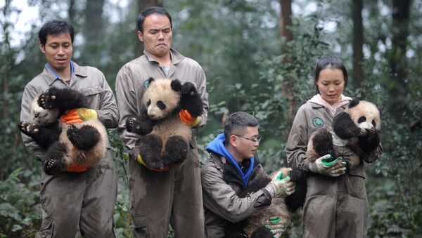 موظفون صينيون (بقسم حماية الحيوان) يحملون صغار دب الباندا خلال فعالية الاحتفال برأس السنة الصينية في مقاطعة سيتشوان، الصين 11 يناير/ كانون الثاني 2017 - سبوتنيك عربي