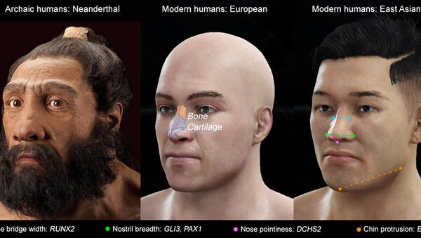 Image showing variation between nose shape and the specific genes responsible. - سبوتنيك عربي