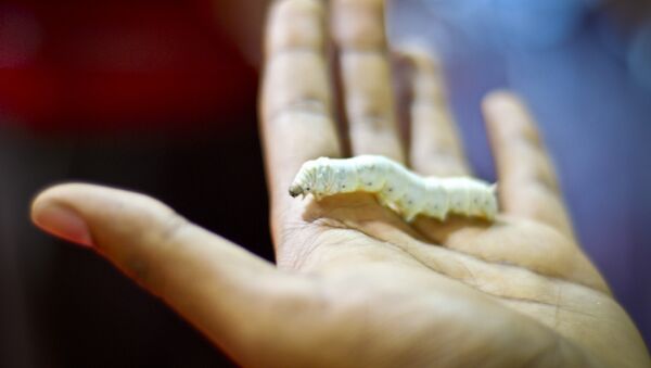 Silkworm - سبوتنيك عربي