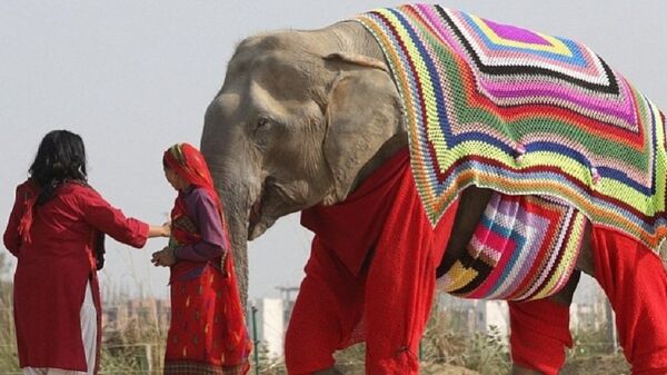 فيل مع سترة لحمايته من البرد - سبوتنيك عربي