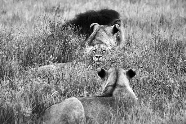 المحمية الطبيعية نامبيتي غيم ريزيرف في جنوب أفريقيا - للمصور  ميغيل دي فريتاس المشارك في مسابقة National Geographic Traveller-2017 - سبوتنيك عربي