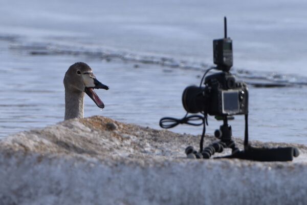 بجعة في بحيرة للبجع أمام الكاميرا في إقليم ألتاي في روسيا - سبوتنيك عربي