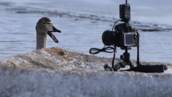 بجعة في بحيرة للبجع أمام الكاميرا في ألتايسكي كراي في روسيا - سبوتنيك عربي