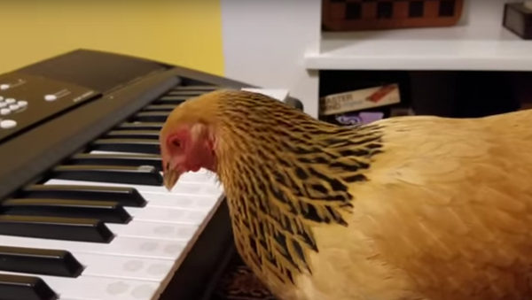 دجاجة تعزف أغنية وطنية أمريكية - سبوتنيك عربي