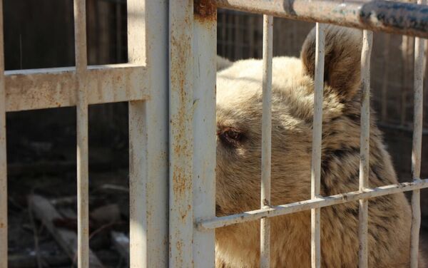 حديقة حيوانات الموصل - سبوتنيك عربي