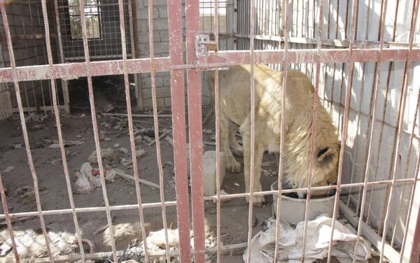 حديقة حيوانات الموصل - سبوتنيك عربي