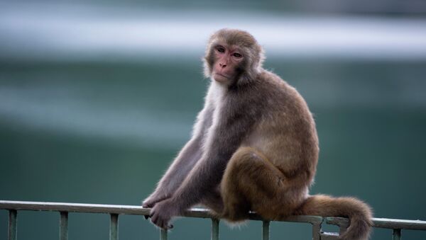 A macaque monkey sits on a fence in a country park in Hong Kong. - سبوتنيك عربي