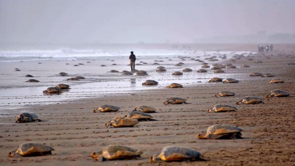 Olive Ridley Turtles (Lepidochelys olivacea) return to the sea after laying their eggs in the sand at Rushikulya Beach, some 140 kilometres (88 miles) south-west of Bhubaneswar, early February 16, 2017. - سبوتنيك عربي