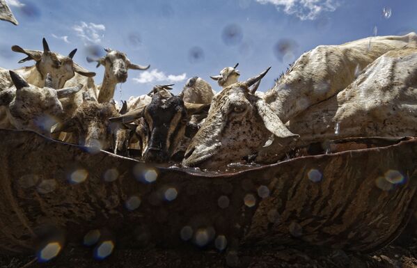 الماعز يندفع لشرب من وعاء معدني، بعد أن تم إحضار المياه من قبل في ناقلة للرعاة في منطقة يسودها الجفاف بالقرب من بندر بيلا، الصومال 8 مارس/ آذار 2017 - سبوتنيك عربي