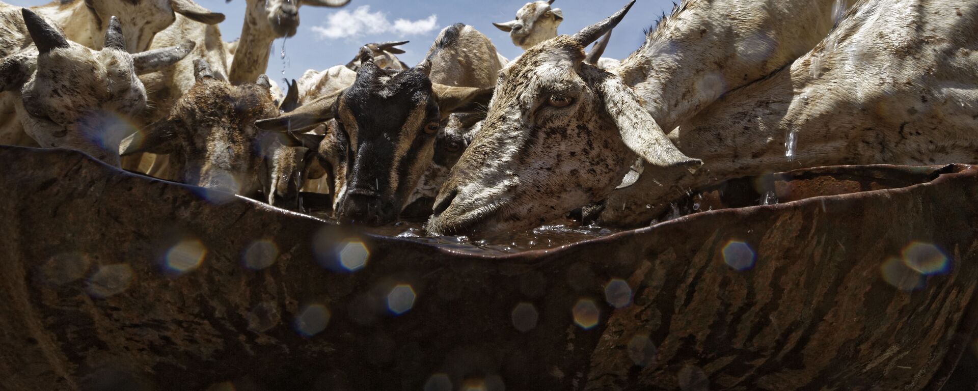 الماعز يندفع لشرب من وعاء معدني، بعد أن تم إحضار المياه من قبل في ناقلة للرعاة في منطقة يسودها الجفاف بالقرب من بندر بيلا، الصومال 8 مارس/ آذار 2017 - سبوتنيك عربي, 1920, 27.03.2022