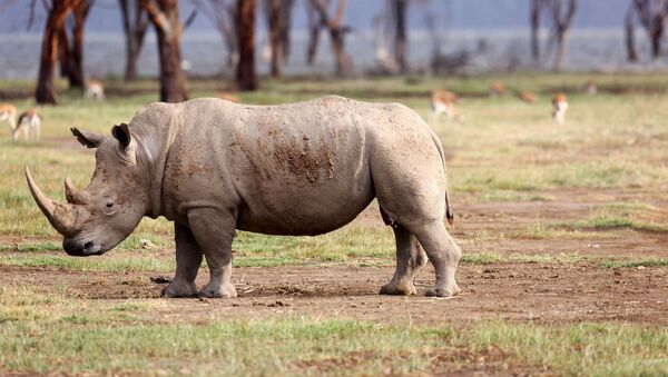 وحيد القرن - سبوتنيك عربي