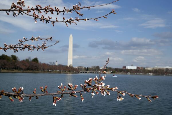 الربيع في واشنطن، الولايات المتحدة 18 مارس/ آذار 2017 - سبوتنيك عربي