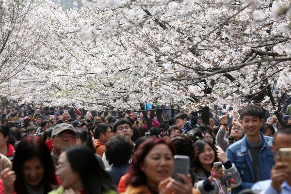 السياح يلتقطون صور على خلفية أزهار الكرز المتفتحة في حديقة في نانجينغ، الصين 21 مارس/ آذار 2017 - سبوتنيك عربي