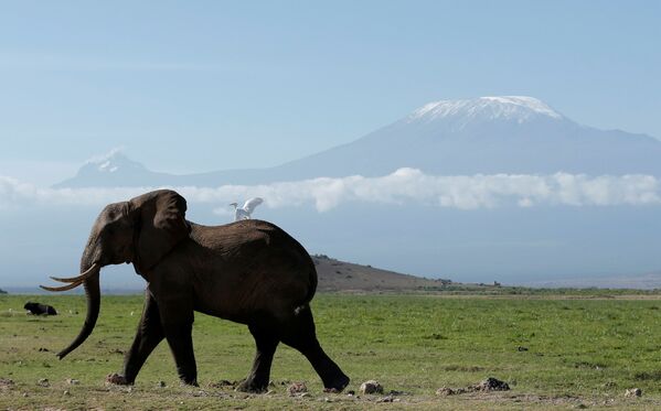 فيل يسير في حديقة أمبوسيلي ناشونال بارك على خلفية جبل كليمنجارو، كينيا 19 مارس/ آذار 2017 - سبوتنيك عربي