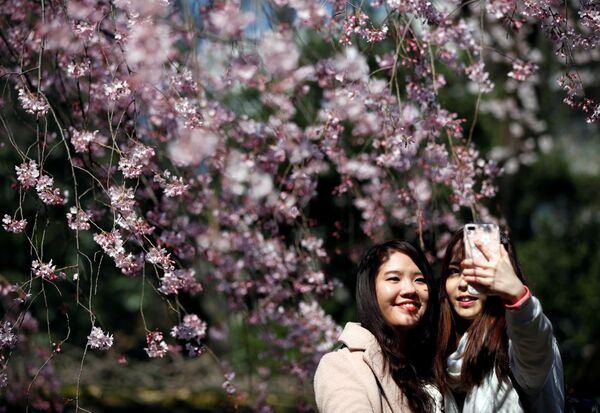 فتيات يلتقطن صور سيلفي على خلفية أزهار الكرز المتفتحة في إحدى الحدائق العامة في طوكيو، اليابان 29 مارس/ آذار 2017 - سبوتنيك عربي