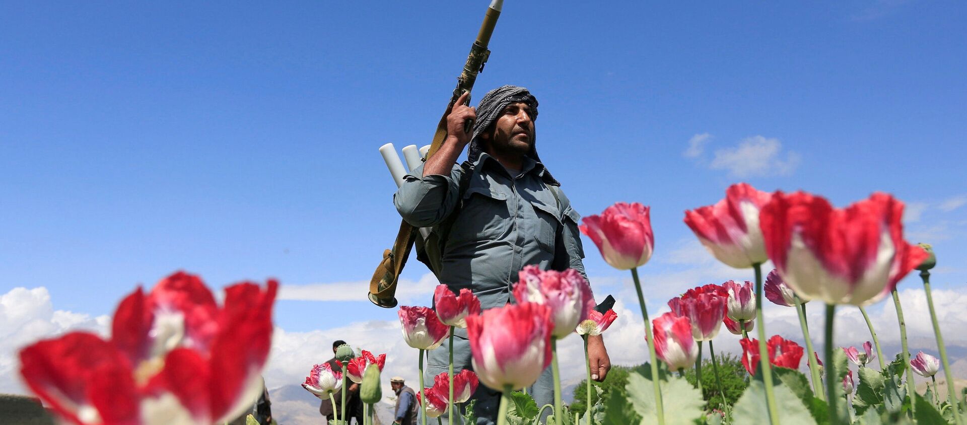 شرطي أفغاني يخرب (يبيد بذورها) أزهار الخشخاش في إطار فعالية مكافحة المخدرات في جلال آباد، أفغانستان 4 أبريل/ نيسان 2017 - سبوتنيك عربي, 1920, 24.09.2021