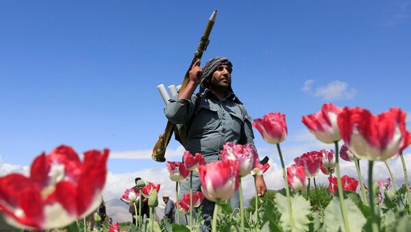 شرطي أفغاني يخرب (يبيد بذورها) أزهار الخشخاش في إطار فعالية مكافحة المخدرات في جلال آباد، أفغانستان 4 أبريل/ نيسان 2017 - سبوتنيك عربي