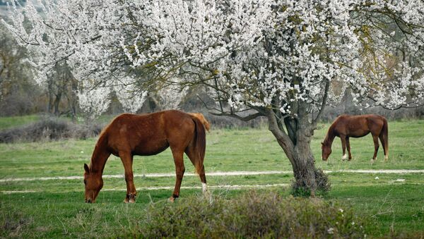 خيول على خلفية بساتين خضراء في القرم - سبوتنيك عربي