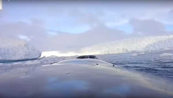 دراسة عن الحيتان في القطب الجنوبي - سبوتنيك عربي
