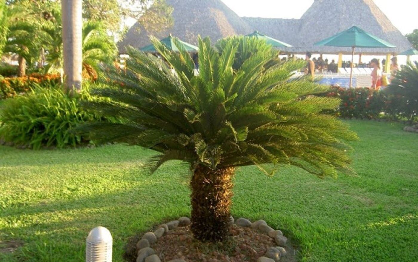 السيكس المباشر