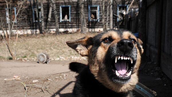 كارثة تشيرنوبيل - كلب بجوار منزل هجره أصحابه في قرية تولغوفيتشي بعد الكارثة - سبوتنيك عربي