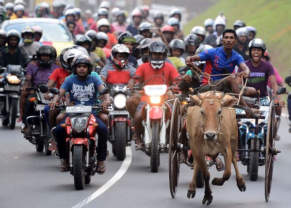 مشاركون في سباق تقليدي لعربات الأبقار في إطار فعاليات الاحتفال برأس السنة القومية في سريلانكا، 23  أبريل/ نيسان 2017 - سبوتنيك عربي