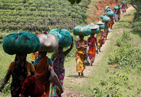 العاملون الهنديون يحملون أكياس أوراق الشاي في دورغاباري، الهند 4 مايو/ أيار 2017 - سبوتنيك عربي
