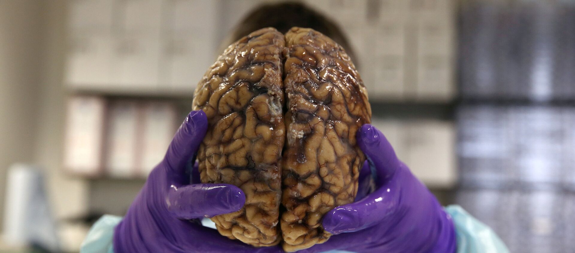 دماغ بشري - سبوتنيك عربي, 1920, 09.04.2021