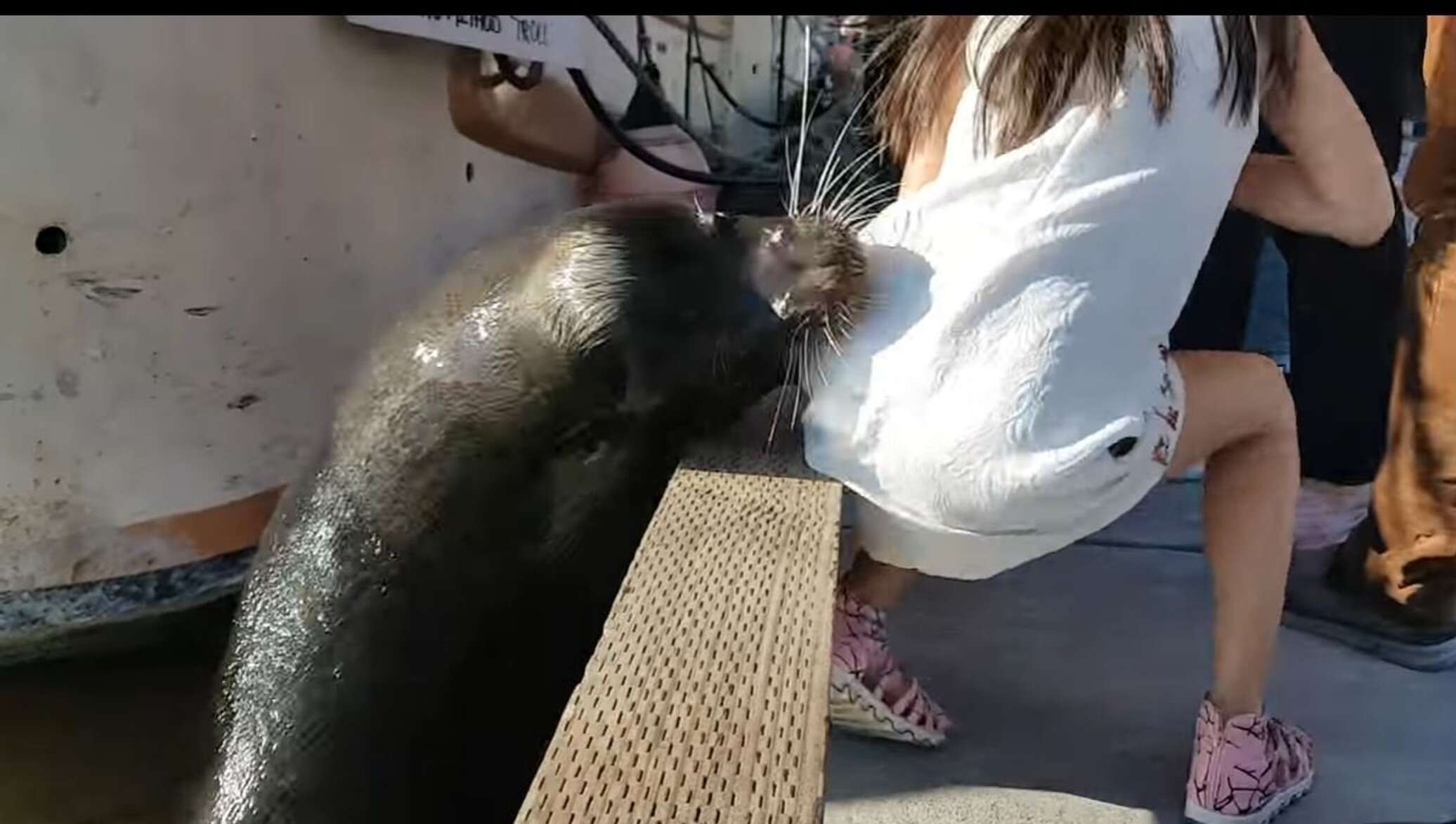 بالفيديو...كلب البحر يهاجم فتاة وسط أهلها - 22.05.2017, سبوتنيك عربي