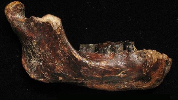 An ancient human fossil - سبوتنيك عربي