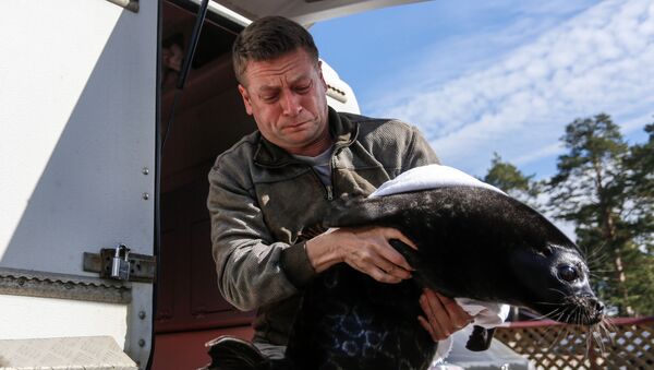 مدير مركز أبحاث وحفظ الحيوانات البحرية، فيتشياسلاف أليكسييف، يستعد لإطلاق هذا الصغير إلى مياة بحيرة لادوجسكوي، روسيا - سبوتنيك عربي
