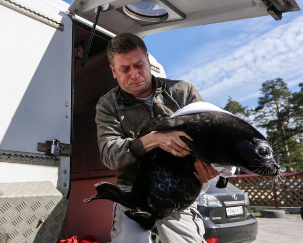 مدير مركز أبحاث وحفظ الحيوانات البحرية، فيتشياسلاف أليكسييف، يستعد لإطلاق هذا الصغير إلى مياه بحيرة لادوجسكوي، روسيا - سبوتنيك عربي