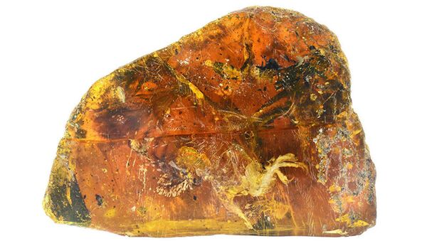 فرخ مجمد ضمن حجر العنبر عمره أكثر من 99 مليون سنة - سبوتنيك عربي