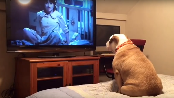 كلب يشاهد فيلم رعب - سبوتنيك عربي