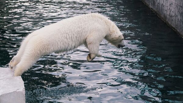 دب قطبي يقفز إلى الماء في حديقة موسكو للحيوانات - سبوتنيك عربي