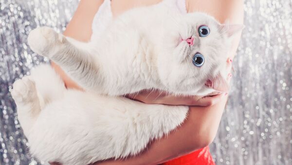 Девушка с белым котом - سبوتنيك عربي