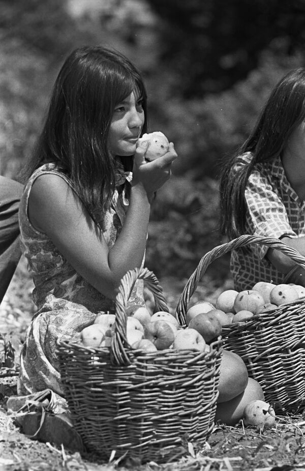 فتاة من فريق الإنشاء في معهد باشكيريا التربوي أثناء جمع التفاح  في المزرعة - سبوتنيك عربي