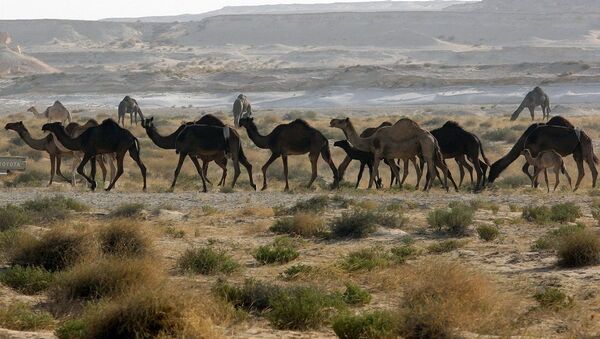 الإبل القطرية على الحدود السعودية - سبوتنيك عربي
