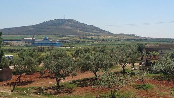 أشجار الزيتون في محافظة حماة - سبوتنيك عربي