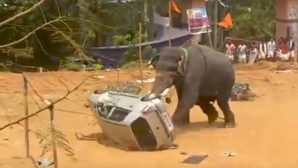 فيل يهاجم سيارة - سبوتنيك عربي