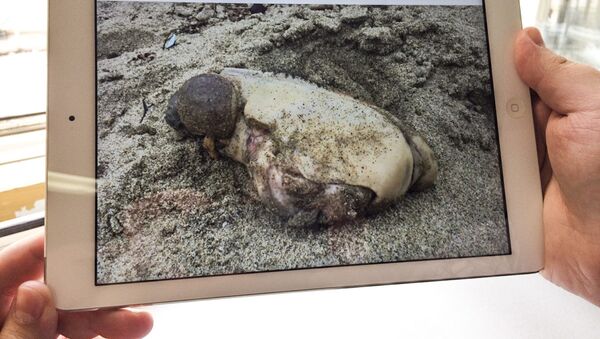 Фотография загадочного существа, которое выбросило на берег пляжа в Калифорнии - سبوتنيك عربي