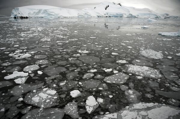 قطع جليدية تطفو على سطح مياه البحر في غرب شبه الجزيرة القطبية الجنوبية، 05 مارس/ آذار 2016 - سبوتنيك عربي