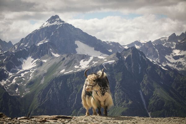 حيوان الياك (قطاس بري أو ثور التيبيت)، منتجع دومباي الجبلي في قراتشاي - تشيركيسيا شمال القوقاز، روسيا الاتحادية - سبوتنيك عربي