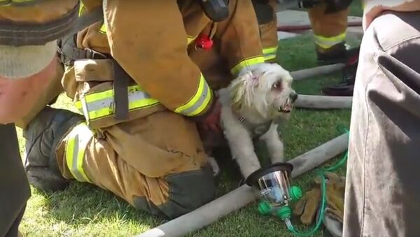 انقاذ كلب من حريق - سبوتنيك عربي