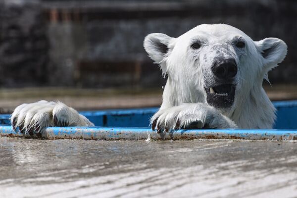 الدب القطبي أحد الحيوانات النادرة في حديقة موسكو للحيوانات في منطقة قرية سيتشيفو، موسكو - سبوتنيك عربي