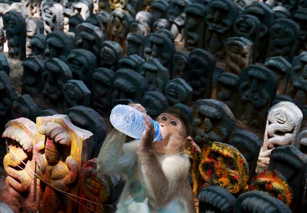 قرد يشرب الحليب وسط تماثيل من الثعابين مكرسة للمهرجان الهندوسي ناغ بانشامي، الذي يحتفل به الثعابين عبادة لتكريم إله الثعبان، داخل معبد على مشارف بنغالور، الهند 27 يوليو/ تموز 2017 - سبوتنيك عربي