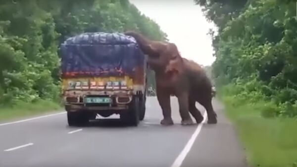 فيل يسرق شاحنة - سبوتنيك عربي
