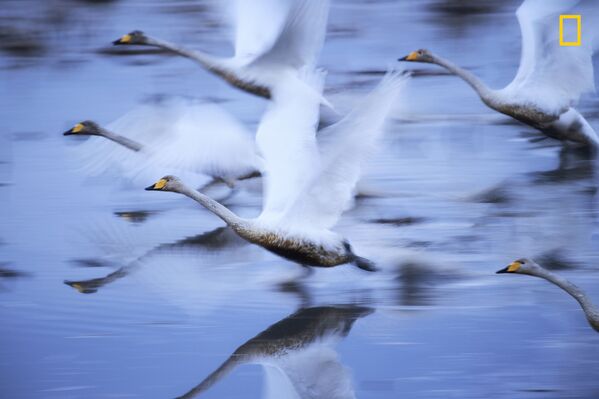 المصور هيرومي كانو فاز بجائزة ناشيونال جيوغرافيك لأفضل مصور رحلات عام 2017 - صورة للعيش، لطيور البجع تستعد للطيران - سبوتنيك عربي